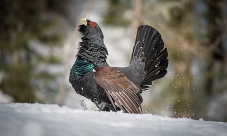 Image of a bird calling, in the snow, black with brown wings and a black tail fanned out