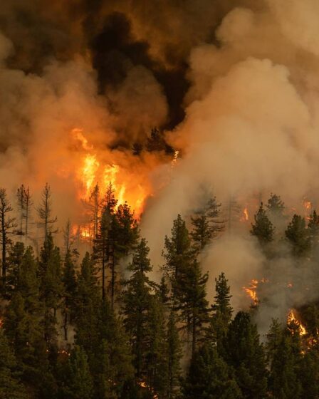 A wildfire burns red in a Californian forest in 2021.