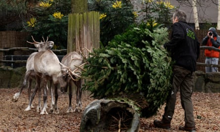 A man in a Berlin zoo fleece carries a large Christmas tree over to three reindeer