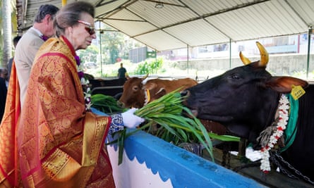 Princess Anne feeds cattle during a visit to Vajira Pillayar Kovil Hindu temple in Colombo, Sri Lanka