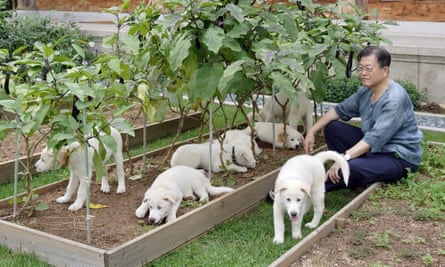 Former South Korean president Moon Jae-in sitting in a garden surrounded by dogs.