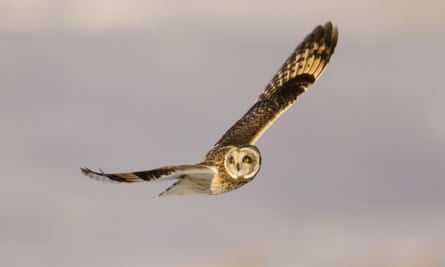Short-eared owl (Asio flammeus) flying while hunting for foodB98689 Short-eared Owl (Asio flammeus) flying while hunting for food