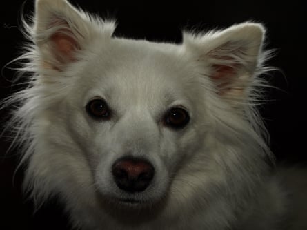 Sofi the American eskimo dog