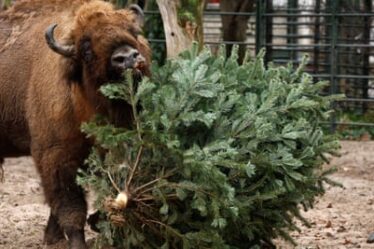 A bison takes a bite at the bough of a Christmas tree lying on the ground