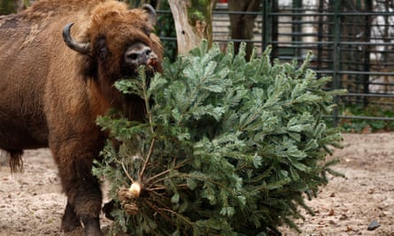 A bison takes a bite at the bough of a Christmas tree lying on the ground