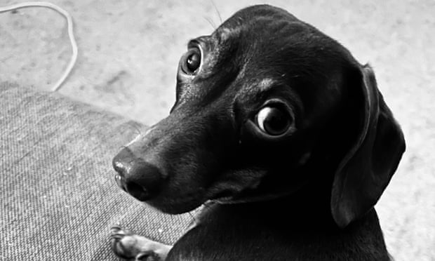 Willow, the official dog of the Guardian Thursday quiz