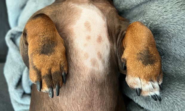 The paws of Willow, the official dog of the Guardian's Thursday quiz