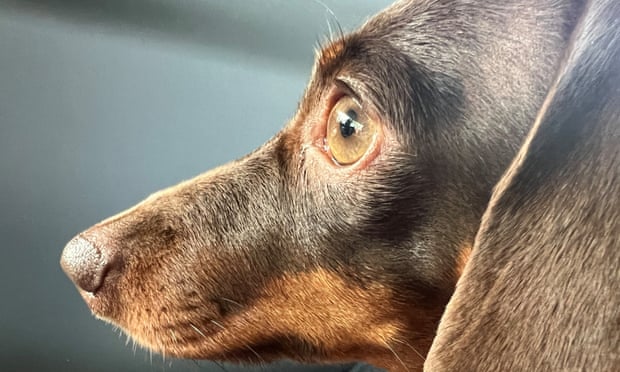 Close-up of a brown dachshund