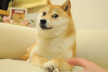 A beige and cream-coloured dog sits on a sofa with its paws crossed, giving the camera a beguiling look