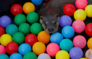 Otter plastic balls colors animal playtime
