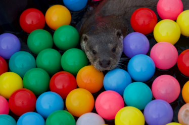 Otter plastic balls colors animal playtime