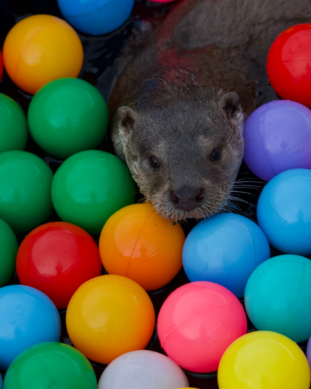 Otter plastic balls colors animal playtime