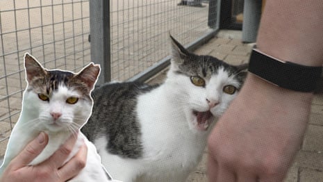 'He has a bad boy attitude': could this be Australia's grumpiest cat? – video