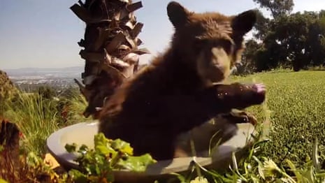 A bear cub cools off in Martinez’s fountain – video 