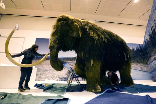 A woolly mammoth