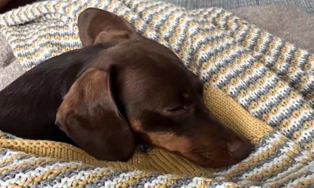 Willow, the official dog of the Guardian Thursday quiz