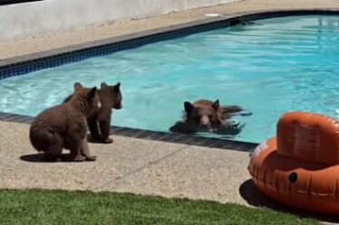 Family of bears takes a dip in pool at southern California home – video