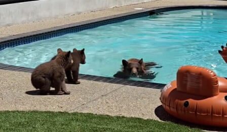Family of bears takes a dip in pool at southern California home – video