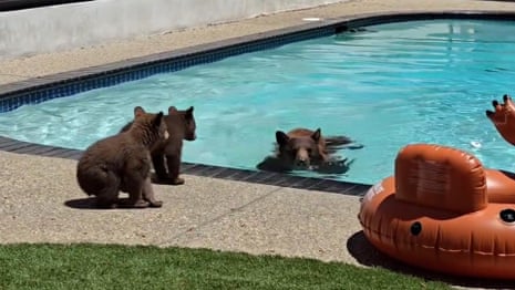 Family of bears takes a dip in pool at southern California home – video