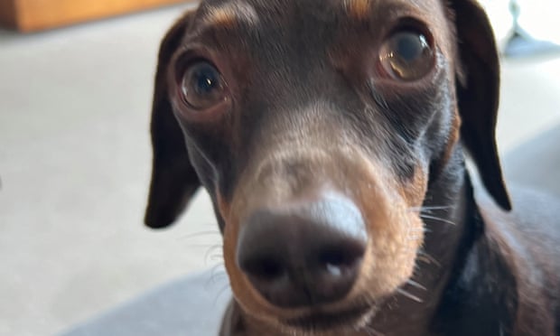 Willow, the official dog of the Guardian Thursday quiz