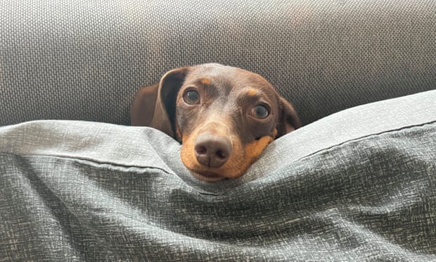 Willow, the official dog of the Guardian Thursday quiz