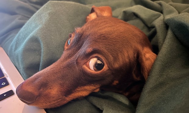 Willow, the official dog of the Guardian Thursday quiz