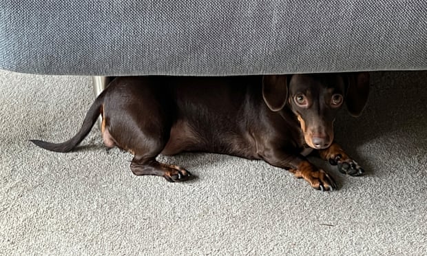 Willow, the official dog of the Guardian Thursday quiz