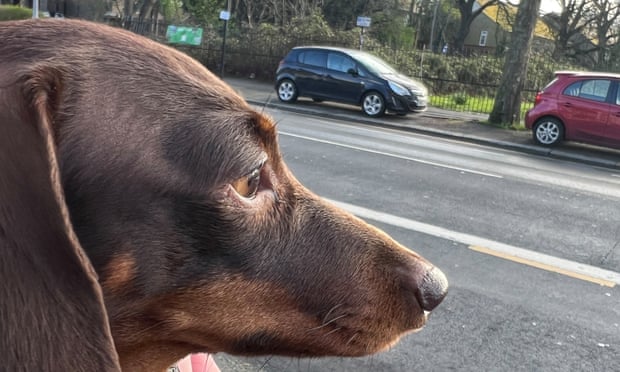 Willow, the official dog of the Guardian Thursday quiz