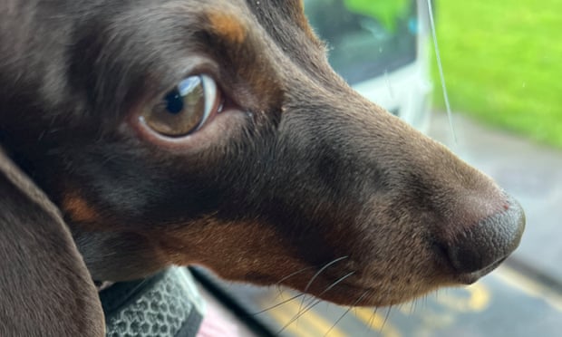 Willow, the official dog of the Guardian Thursday quiz