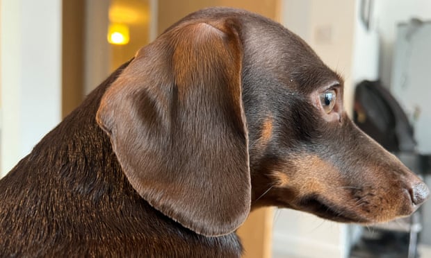 Willow, the official dog of the Guardian Thursday quiz