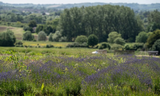 Lavender