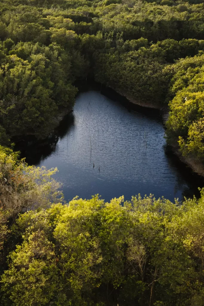 SHA Wellness Clinic Mexico mangrove forest