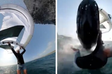 Video captures moment wingfoiler is body-slammed by whale at Sydney beach - video