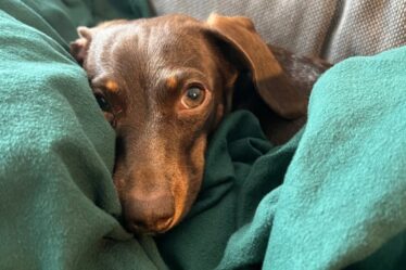 Willow, the official dog of the Guardian Thursday quiz