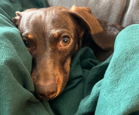 Willow, the official dog of the Guardian Thursday quiz