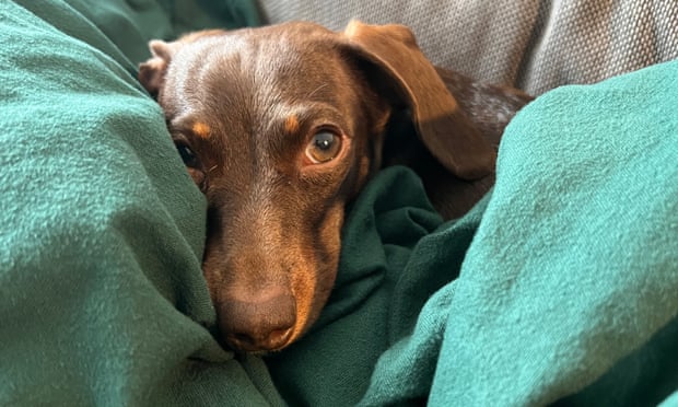 Willow, the official dog of the Guardian Thursday quiz