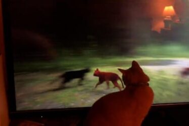 Owners film their cats mesmerised by realistic videogame Stray – video