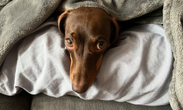 Willow the official dog of the Guardian Thursday quiz