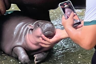 Image may contain Electronics Mobile Phone Phone Baby Person Adult Animal Hippo Mammal and Wildlife