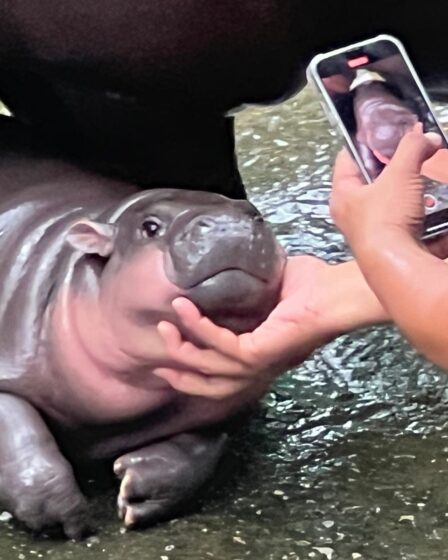 Image may contain Electronics Mobile Phone Phone Baby Person Adult Animal Hippo Mammal and Wildlife