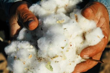 Why H&M and Inditex Are Betting on Lab-Grown Cotton