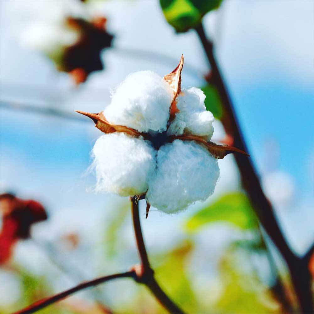 Sea Island Cotton