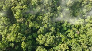 EU Moves to Delay Deforestation Rule After Huge Pushback