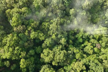 EU Moves to Delay Deforestation Rule After Huge Pushback