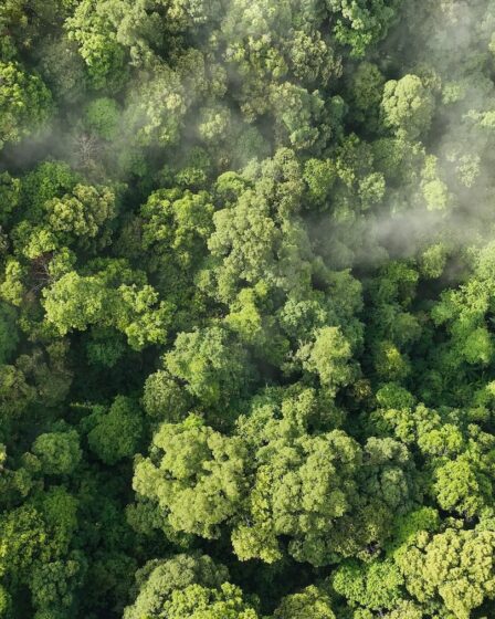 EU Moves to Delay Deforestation Rule After Huge Pushback