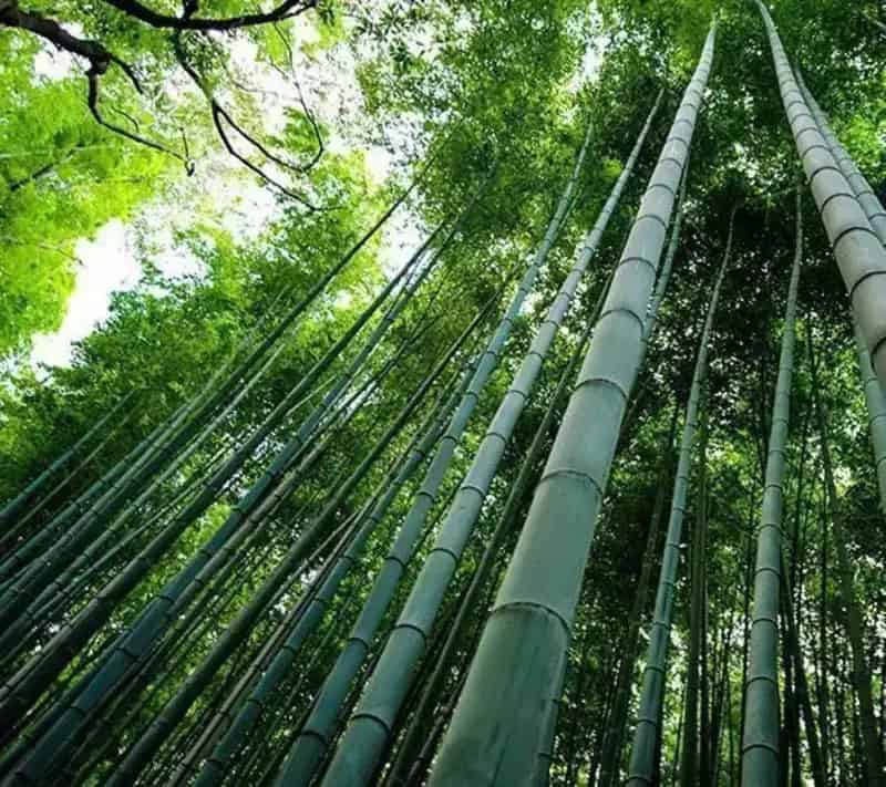 bamboos