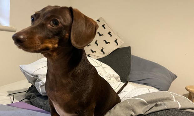 Willow, the official dog of the Guardian Thursday quiz