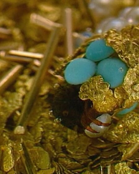 Still from a video of caddisfly larvae spinning cocoons from gold and gemstones in a work by Hubert Duprat, screened at the Joya jewellery event.