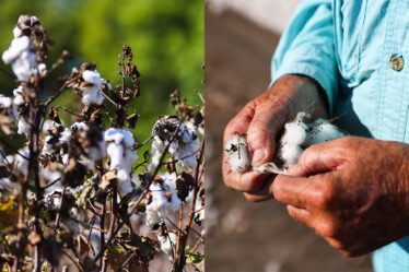 China Cotton Group Urges Uniqlo and Others to Use Xinjiang Fibre