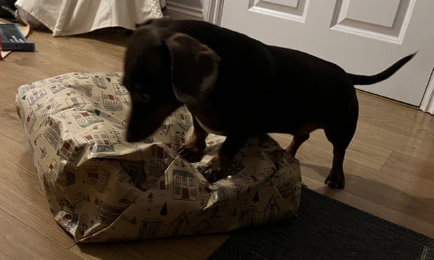 Willow, the official dog of the Guardian Thursday quiz, opening a Christmas present